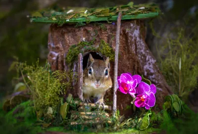 Sleek Rodent Wallpaper Wallpaper 4K, Animals category