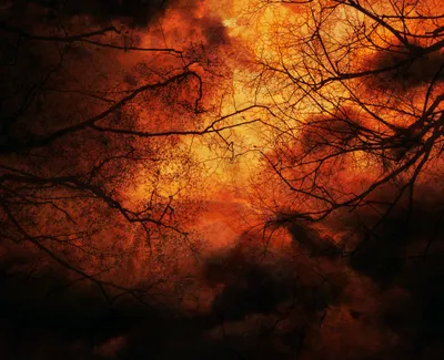 Vibrant Dark Wallpaper Black/Dark Wallpaper 4K 2000x1626 A, Dark, Gothic, Hd, Desktop, Wallpaper, Featuring, Intertwining, Tree, Branches, Against, Intense, Brown, Orange, Square, Full HD