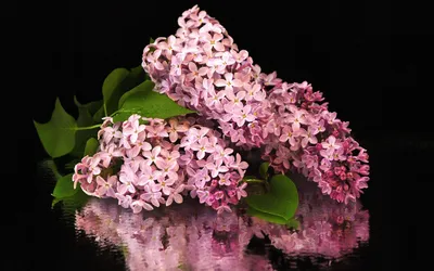 Dark Lilac Wallpaper Nature Wallpaper 4K 1920x1200 A, Stunning, Hd, Wallpaper, Featuring, Lilac, Flowers, Surrounded, Lush, Green, Leaves, Beautifully, Pink, Gray, White, Ultrawide, Full HD