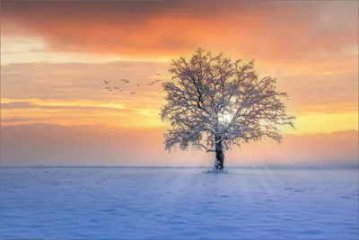 Radiant Winter Wallpaper Nature Wallpaper 4K 2000x1337 Hd, Pc, Desktop, Wallpaper, Featuring, A, Winter, Landscape, Solitary, Tree, Illuminated, Sunbeams, Pink, Gray, Full HD