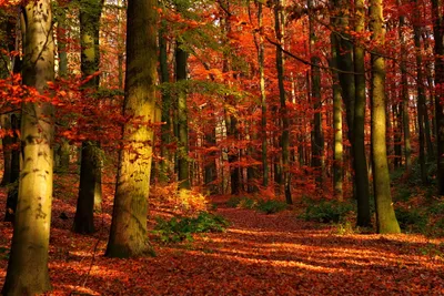 Vibrant Fall Forest Tall Nature Wallpaper 4K 1920x1280 Hd, Pc, Desktop, Wallpaper, Showcasing, A, Vibrant, Fall, Forest, Tall, Trees, Carpet, Brown, Landscape, Full HD