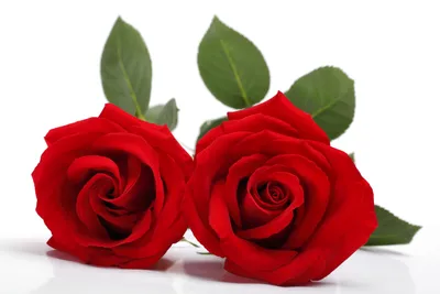 Moody Close Wallpaper Nature Wallpaper 4K 5760x3840 Close-up, Of, Two, Red, Roses, With, Green, Leaves, White, Ultra, Desktop, Showcasing, Landscape, 4k