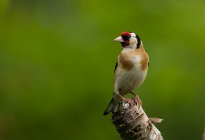 European Goldfinch Bird Animals Wallpaper 4K 3072x2088 European, Goldfinch, Bird, Animal, Hd, Desktop, Wallpaper, Brown, Gray, Landscape, QHD