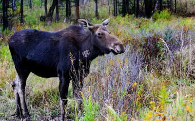 Animal Moose Animals Animals Wallpaper 4K 1920x1200 Animal, Moose, Hd, Desktop, Wallpaper, Background, Image, Gray, Ultrawide, Full HD