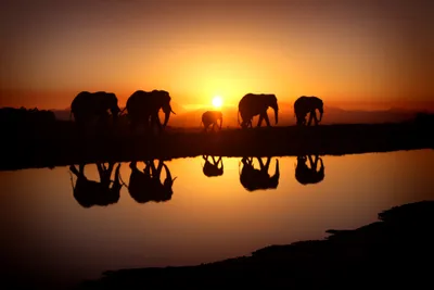 Epic Serene Wallpaper Animals Wallpaper 4K 3888x2592 Hd, Desktop, Wallpaper, Featuring, A, Serene, Scene, Of, African, Bush, Elephants, Silhouetted, Brown, Orange, Landscape, 4k