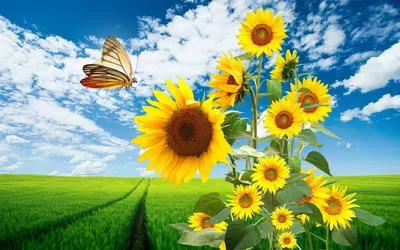 Calm Vibrant Wallpaper Nature Wallpaper 4K 1920x1200 Hd, Desktop, Wallpaper, Featuring, Vibrant, Sunflowers, In, A, Field, Butterfly, Flight, Lush, White, Ultrawide, Full HD
