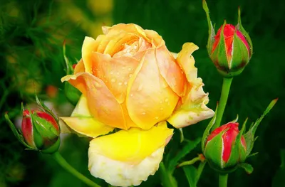 Yellow Rose Full Bloom Surrounded Nature Wallpaper 4K 2048x1344 Yellow, Rose, In, Full, Bloom, Surrounded, By, Budding, Roses, Set, Against, Lush, Pink, Orange, Ultrawide, Full HD