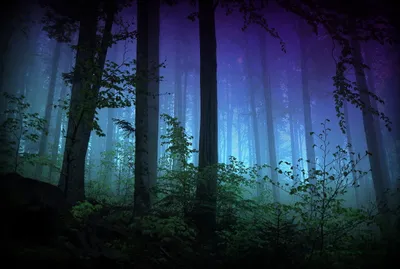 Mysterious Forest Where Tall Trees Nature Wallpaper 4K 2896x1944 An, Hd, Desktop, Wallpaper, Featuring, A, Mysterious, Forest, Scene, Where, Tall, Trees, Gray, Brown, Landscape, QHD