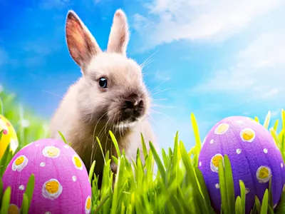 Epic White Wallpaper Abstract Wallpaper 4K 2560x1920 Hd, Desktop, Wallpaper, Featuring, A, White, Bunny, In, Green, Grass, Surrounded, Colorful, Landscape, QHD