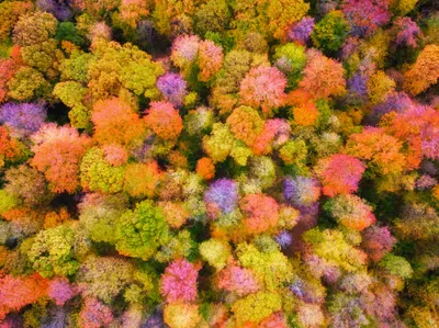 Vivid Vibrant Wallpaper Nature Wallpaper 4K 2048x1535 A, Vibrant, Aerial, View, Of, Colorful, Forest, Diverse, Trees, Showcasing, Autumn, Hues, Brown, Purple, Orange, Landscape, Full HD