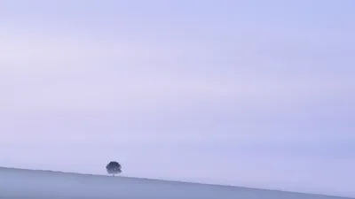 Minimalist Lonely Tree Misty Horizon Nature Wallpaper 4K 1920x1080 Minimalist, Hd, Pc, Desktop, Wallpaper, Showing, A, Lonely, Tree, Misty, Horizon, Beneath, White, Ultrawide, Full HD