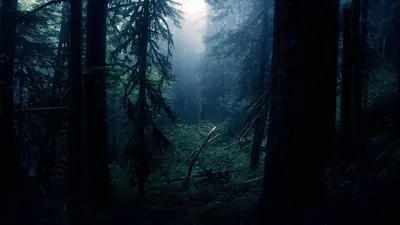 Vibrant Dark Wallpaper Nature Wallpaper 4K 1920x1080 Dark, Foggy, Forest, With, Towering, Trees, And, Thick, Clouds, Creating, Mysterious, Atmospheric, White, Brown, Ultrawide, Full HD