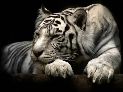 Epic Majestic Wallpaper Black/Dark Wallpaper 4K 1600x1200 Hd, Desktop, Wallpaper, Featuring, A, Majestic, White, Tiger, Resting, Dark, Detailed, Showcases, Gray, Landscape