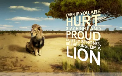 Golden Lion Wallpaper Nature Wallpaper 4K 1920x1200 Hd, Desktop, Wallpaper, Featuring, A, Lion, In, Desert-like, Landscape, Inspirational, Quote, Even, White, Gray, Pink, Ultrawide, Full HD