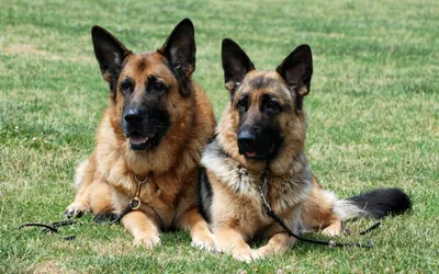 Serene Two Wallpaper Abstract Wallpaper 4K 2880x1800 Two, German, Shepherds, Relax, On, Lush, Green, Grass, Showcasing, Their, Striking, Features, Gray, Ultrawide, QHD