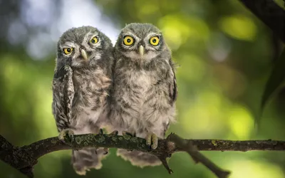 Close Two Wide Eyed Owls Abstract Wallpaper 4K 1920x1200 Close-up, Hd, Desktop, Wallpaper, Of, Two, Wide-eyed, Owls, Perched, Branch, Against, Blurred, Brown, Gray, Ultrawide, Full HD