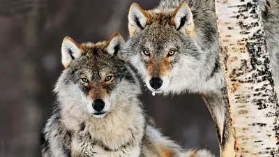 Two Wolves Standing Beside Nature Wallpaper 4K 1920x1080 Hd, Desktop, Wallpaper, Featuring, Two, Wolves, Standing, Beside, Birch, Tree, Snowy, Environment, Gray, Ultrawide, Full HD