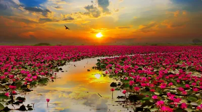 Serene Sunset Vast Field Pink Nature Wallpaper 4K 3500x1950 Hd, Wallpaper, Featuring, A, Serene, Sunset, Over, Vast, Field, Pink, Lotus, Flowers, Gray, White, Ultrawide, QHD
