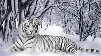 Majestic White Tiger Reclining Nature Wallpaper 4K 1920x1080 Hd, Desktop, Wallpaper, Featuring, A, Majestic, White, Tiger, Reclining, Snowy, Forest, Gray, Ultrawide, Full HD