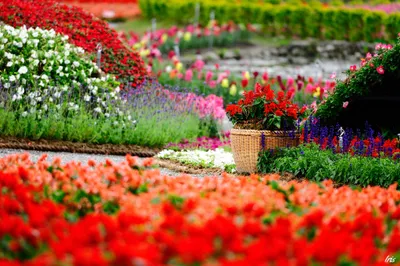 Radiant Vibrant Wallpaper Abstract Wallpaper 4K 2048x1363 A, Vibrant, Garden, With, Variety, Of, Flowers, Full, Bloom, There, Wicker, Planter, Red, Ultrawide, Full HD