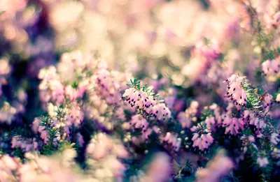Dreamy Close Wallpaper Nature Wallpaper 4K 2048x1338 Hd, Desktop, Wallpaper, Featuring, A, Close-up, Of, Pink, Flowers, Blurred, Creating, Dreamy, White, Ultrawide, Full HD