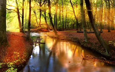 Serene Autumn Tranquil Stream Winding Nature Wallpaper 4K 2560x1600 A, Serene, Autumn, Scene, Featuring, Tranquil, Stream, Winding, Through, Forest, Surrounded, Vibrant, Brown, Pink, Yellow, Ultrawide, QHD