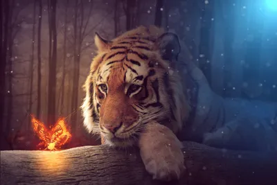 Majestic Tiger Rests Animals Wallpaper 4K 5184x3456 A, Majestic, Tiger, Rests, On, Log, In, Serene, Forest, Captivated, Glowing, Butterfly, Brown, Landscape, 4k