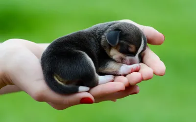 Close Tiny Puppy Sleeping Abstract Wallpaper 4K 1680x1050 A, Close-up, Hd, Wallpaper, Of, Tiny, Puppy, Sleeping, Human, Hands, Against, Green, Gray, Pink, Ultrawide