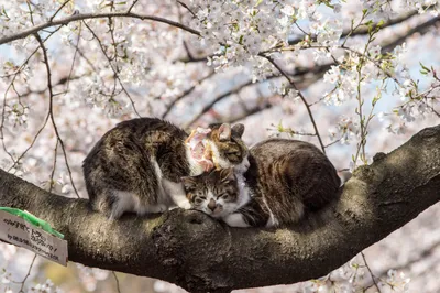 Vibrant Two Wallpaper Animals Wallpaper 4K 4928x3280 Two, Cute, Cats, Cuddle, And, Sleep, Peacefully, On, Tree, Branch, Surrounded, Delicate, White, Gray, Ultrawide, 4k
