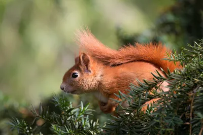 Calm Red Wallpaper Animals Wallpaper 4K 2048x1365 Hd, Pc, Desktop, Wallpaper, Showing, A, Red, Squirrel, Rodent, Animal, Poised, Evergreen, Gray, Ultrawide, Full HD