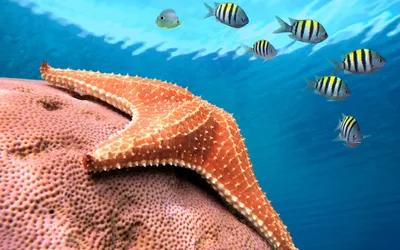 Epic Vibrant Wallpaper Abstract Wallpaper 4K 2880x1800 Hd, Desktop, Wallpaper, Featuring, A, Vibrant, Orange, Starfish, Resting, Coral, Colorful, Tropical, Yellow, Red, Brown, Ultrawide, QHD