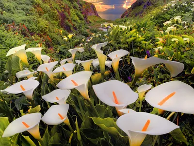 Nature Filled Blooming Calla Lilies Nature Wallpaper 4K 1600x1200 Hd, Desktop, Wallpaper, Featuring, A, Stunning, Nature, Scene, Filled, Blooming, Calla, Lilies, Gray, White, Landscape