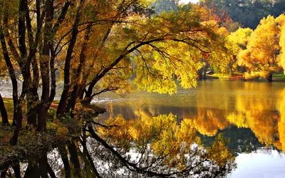 Calm Serene Wallpaper Nature Wallpaper 4K 1920x1200 Hd, Desktop, Wallpaper, Featuring, A, Serene, Autumn, Scene, Trees, Displaying, Vibrant, Yellow, Orange, Brown, Ultrawide, Full HD