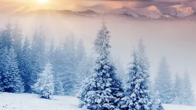 Vivid Serene Wallpaper Nature Wallpaper 4K 1920x1080 A, Serene, Winter, Landscape, Featuring, Frosted, Evergreen, Trees, Enveloped, Soft, Morning, Light, White, Gray, Ultrawide, Full HD