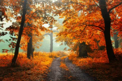 Radiant Vibrant Wallpaper Nature Wallpaper 4K 2048x1367 Hd, Desktop, Wallpaper, Featuring, A, Vibrant, Autumn, Forest, Path, Surrounded, Golden-orange, Foliage, Brown, Orange, Red, Landscape, Full HD