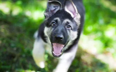 Playful Puppy Black Black/Dark Wallpaper 4K 1920x1200 A, Playful, Puppy, With, Black, And, Tan, Fur, Runs, Through, Grassy, Area, White, Ultrawide, Full HD