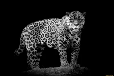 Jaguar Standing Rock Abstract Wallpaper 4K 2048x1365 Hd, Wallpaper, And, Background, Image, Of, A, Jaguar, Standing, Rock, Illuminated, Dramatically, Gray, Ultrawide, Full HD