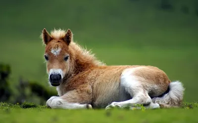 Definition Light Brown Horse Animals Wallpaper 4K 2560x1600 A, High-definition, Desktop, Wallpaper, Image, Featuring, Light, Brown, Horse, Resting, Grassy, Field, White, Ultrawide, QHD