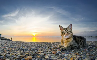 Cat Sitting Pebble Wallpaper 4K, Nature category