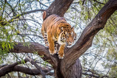 Vibrant Majestic Wallpaper Animals Wallpaper 4K 2048x1366 A, Majestic, Tiger, Perched, On, Tree, Branch, Set, Against, Blurred, Natural, Featured, White, Gray, Landscape, Full HD