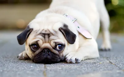 Crisp Pug Wallpaper Abstract Wallpaper 4K 1920x1200 Hd, Desktop, Wallpaper, Featuring, A, Pug, Lying, On, Road, Wide, Expressive, Eyes, White, Ultrawide, Full HD