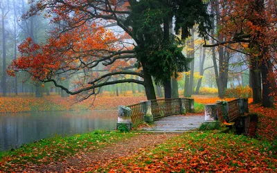 Vivid Serene Wallpaper World Wallpaper 4K 1920x1200 A, Serene, Fall, Scene, In, Park, Featuring, Tree, Vibrant, Orange, Leaves, Beside, Gray, Ultrawide, Full HD