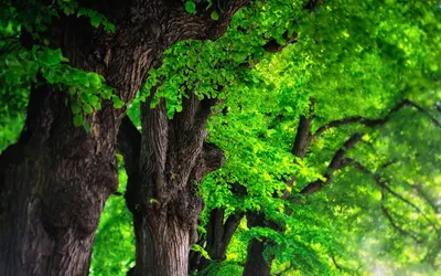 Lush Green Tree Canopy Wallpaper 4K, Nature category