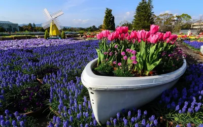 Picturesque Garden Vibrant Nature Wallpaper 4K 1920x1200 Hd, Desktop, Wallpaper, Of, A, Picturesque, Garden, Featuring, Vibrant, Pink, Purple, Flowers, White, Gray, Ultrawide, Full HD