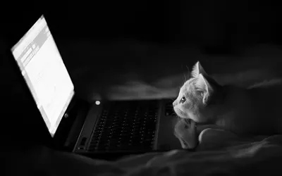 Definition Cat Intently Animals Wallpaper 4K 1920x1200 A, High-definition, Desktop, Wallpaper, Featuring, Cat, Intently, Watching, Laptop, Screen, Dimly, Lit, White, Ultrawide, Full HD