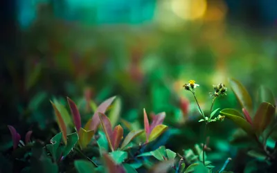 Close Nature Vibrant Green Foliage Abstract Wallpaper 4K 1920x1200 Hd, Close-up, Nature, Wallpaper, Featuring, Vibrant, Green, Foliage, Soft, Colorful, Bokeh, Creating, Orange, Purple, Ultrawide, Full HD