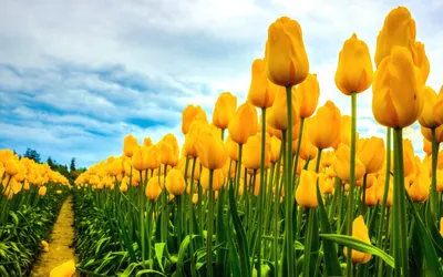 Vibrant Field Yellow Tulips Partially Nature Wallpaper 4K 1920x1200 Hd, Desktop, Wallpaper, Featuring, A, Vibrant, Field, Of, Yellow, Tulips, Under, Partially, White, Ultrawide, Full HD