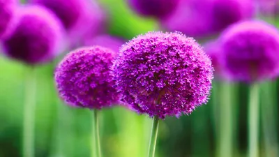 Moody Close Wallpaper Nature Wallpaper 4K 2560x1440 A, Close-up, Of, Vibrant, Purple, Allium, Flowers, Showcasing, Their, Intricate, Details, Against, Pink, Green, Ultrawide, QHD