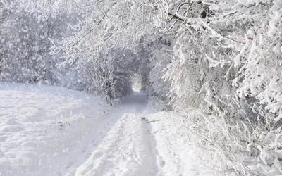 Bright Serene Wallpaper Nature Wallpaper 4K 1920x1200 A, Serene, Winter, Landscape, Featuring, Snow-covered, Path, Surrounded, Frosty, Trees, Captures, Beauty, White, Ultrawide, Full HD