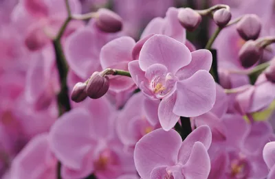 Nature Orchid Nature Nature Wallpaper 4K 5469x3573 Nature, Orchid, Hd, Desktop, Wallpaper, Background, Image, Gray, Ultrawide, 4k